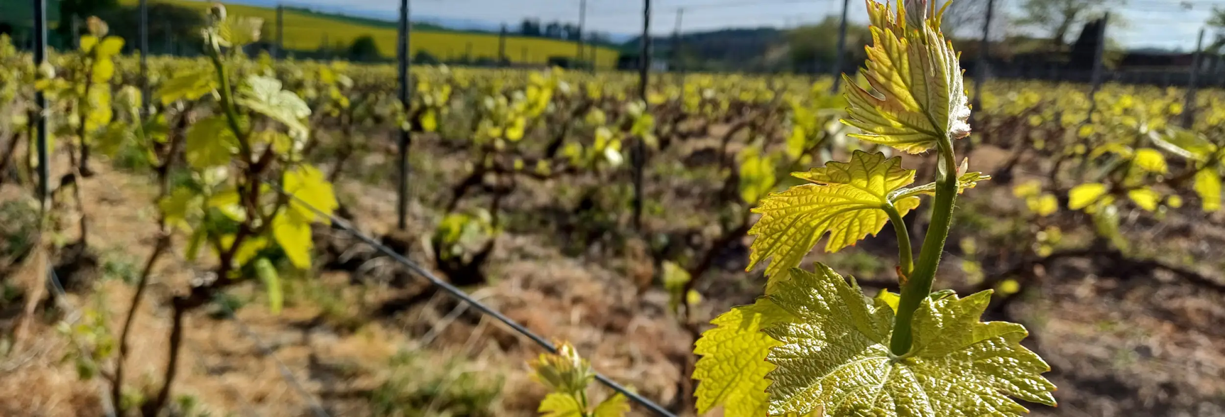 Plan rapproché dans un rang de vignes